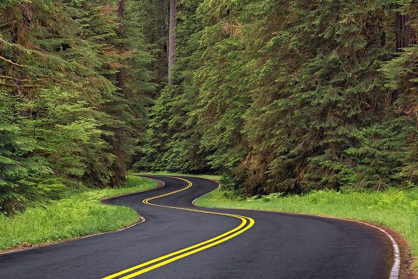 Jones, Adam 아티스트의 Curving road though lush forest-Olympic National Park-Washington State작품입니다.